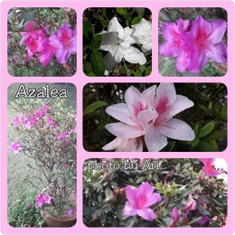 Azalea putih, ungu dan pink