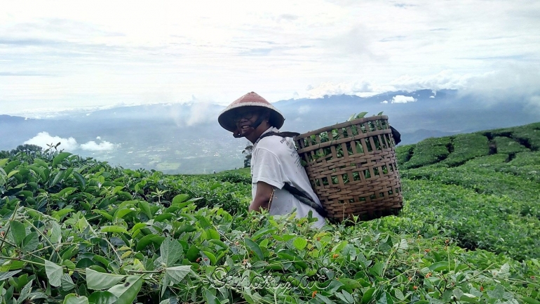 Berat loh itu kinjar berisi daun teh muda I Foto: OtnasusidE