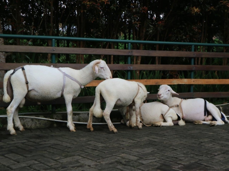 Kawanan Domba Merino sedang Istirahat. Foto Dok Pribadi J.Krisnomo