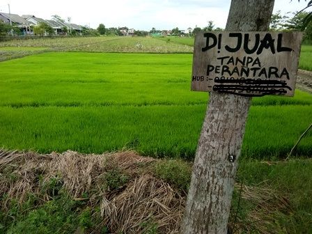 Lahan Sawah Produktif Dijual| Dokumentasi pribadi