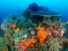 Crystal Rock - Menyelam dan Menikmati Alam Kepulauan Komodo | dokpri