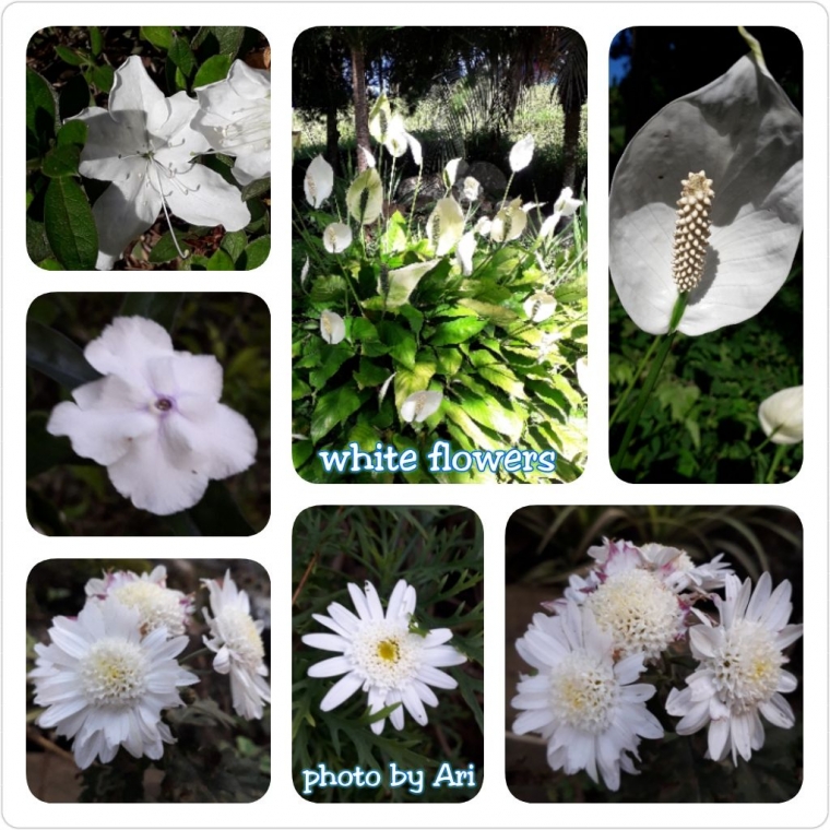 Jual Bunga Aster Putih Tanaman Kota Batu Rancupid Tokopedia