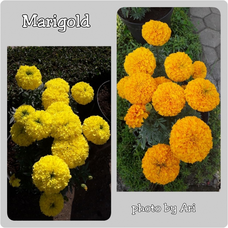Marigold. Photo by Ari