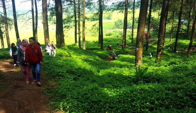 Pengunjung di Hutan Pinus Limpakuwus (dokumentasi pribadi).