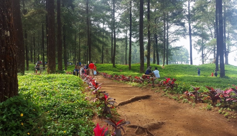 Hutan Pinus Limpakuwus baru resmi dibuka pada Desember 2018 (dokumentasi pribadi).