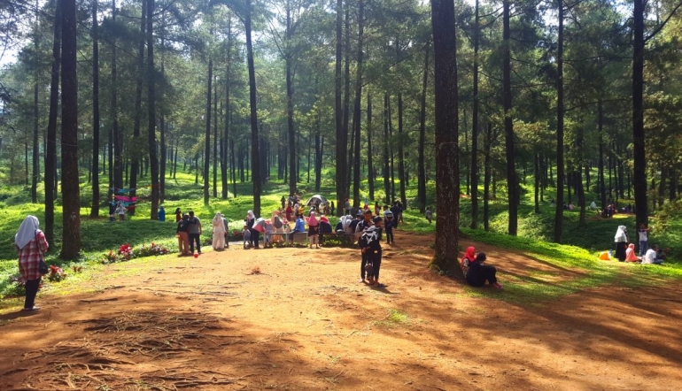 Hutan Pinus ini berdekatan dengan Wanawisata Baturraden (dokumentasi pribadi)