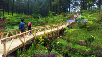 Melancong Ke Banyumas Memetik Oksigen Di Limpakuwus Halaman Melancong Ke Banyumas Memetik Oksigen Di Limpakuwus Halaman