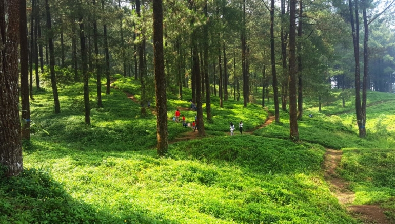 Hutan Pinus Limpakuwus yang asri (dokumentasi pribadi).