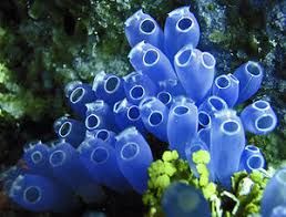 tunicate(sumber:coraldigest.org)