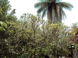 Pohon Kamboja di Colima, Meksiko. Dok. Pribadi