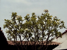 Pohon Kamboja di Colima, Meksiko. Dok. Pribadi