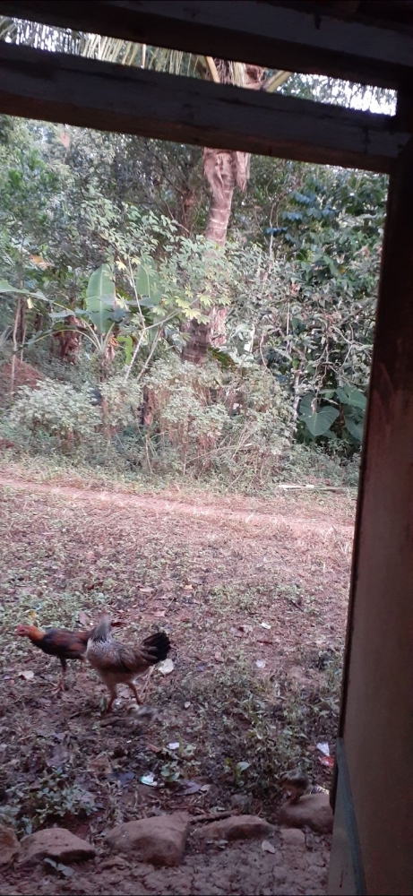 2 ekor ayam di halaman belakang. Foto: Irma T.H