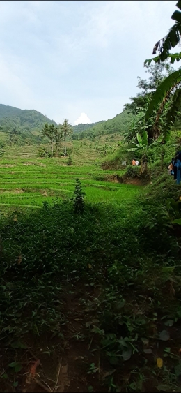 Pemandangan indah dari hamparam sawah. Foto: Irma T.H