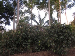 Kebun Kopi Arabika di Manggarai (gambar I)