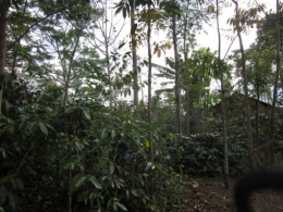 Kebun Kopi Arabika di Manggarai (gambar 2)