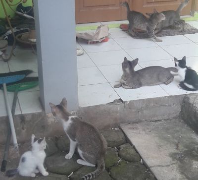 Wah Kucing Kok Diam Saja Ada Tikus Lewat Kompasiana Com