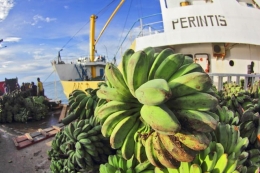KM Perintis membongkar barang muatan lalu memasukan pisang (dok.pri).