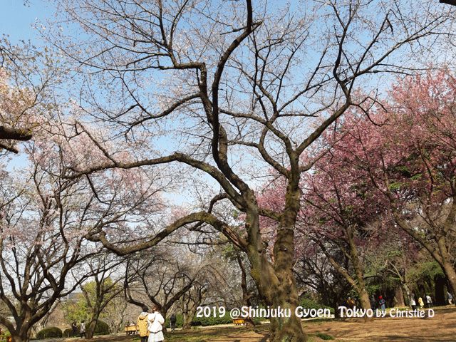 Dokumentasi pribadi Bunga2 Sakura yang mekar penuh, walau masih ada pohon cherry yang belum berbunga Sakura di Shinjuku Gyoen National Park