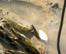 Ikan glodok yang hidup di kawasan berlumpur (Dokumentasi pribadi)