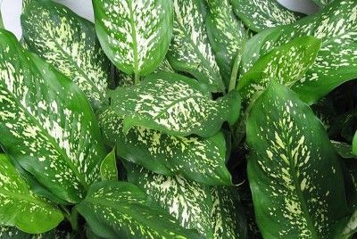 Waspada Anak Bisa Keracunan Daun Bahagia Dieffenbachia Waspada Anak Bisa Keracunan Daun Bahagia Dieffenbachia