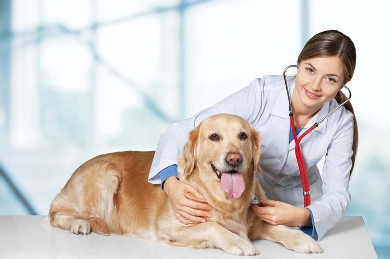 profesi dokter hewan (sumber:lifestyle.okezone.com)