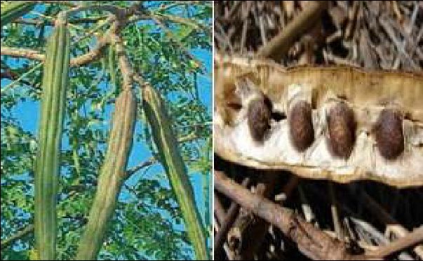 Dahsyat Kelor Dinobatkan WHO Pohon Ajaib Halaman 1 Dahsyat Kelor Dinobatkan WHO Pohon Ajaib Halaman 1