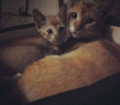 Dulu Nero punya anak, tapi dibuang oleh tetangga hiks (dokpri)