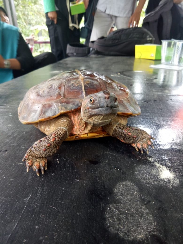 Mengenal dan Menjaga si Kura kura Langka Halaman all Mengenal dan Menjaga si Kura kura Langka Halaman all