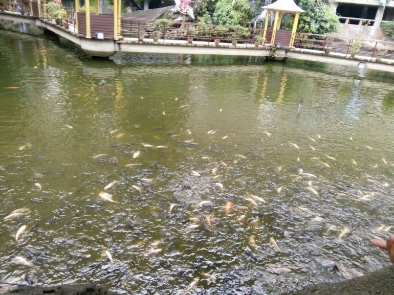 Sebuah kolam ikan di kawasan Bukit Cave, Airnya kotor. Dokumentasi Pribadi.