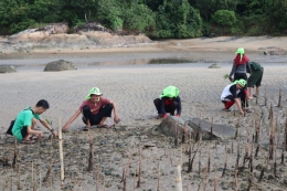 Saat kami menanam mangrove di sekitar Pantai Pasir Mayang, KKU (22/6) kemarin. Foto dok : Simon Tampubolon/Yayasan Palung