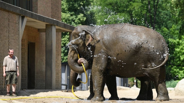 Seekor gajah di Kebun Binatang Berlin sedang menikmati sejuknya air di tengah hawa panas (sumber: CGTN.com)