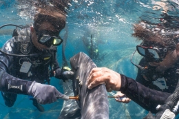 Pemasangan tag satelit pada hiu paus | conservation.org