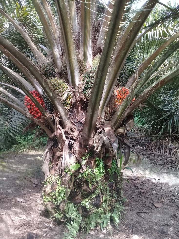 Pohon Kelapa Sawit Bang Pilot- dokpri