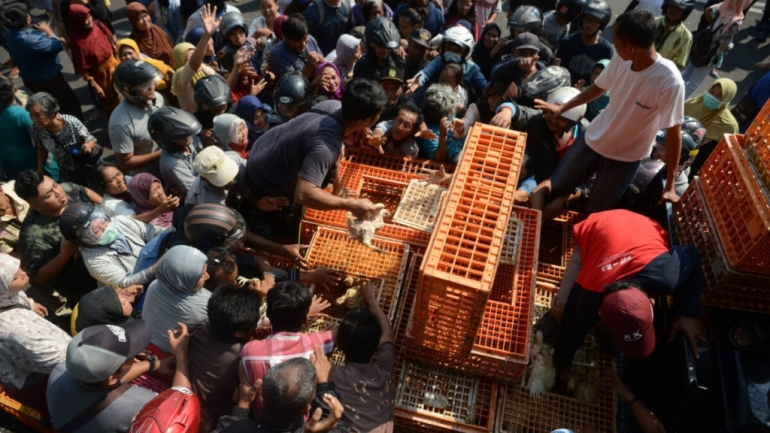 Warga berebut ayam yang dibagikan secara gratis di dekat kompleks Balaikota Yogyakarta, Rabu (26/6/2019). Sekitar 6.500 ekor ayam dibagikan oleh anggota asosiasi peternak ayam di Yogyakarta untuk memprotes anjloknya harga ayam. | KOMPAS/FERGANATA INDRA RIATMOKO