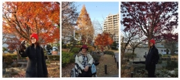 Beberapa jenis pohon dengan warna2 kekuningan dan kemerahan di musim gugur Jepang, 2017 | Dokumentasi pribadi