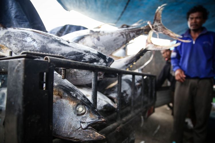 Nelayan melakukan bongkar muat ikan tuna hasil tangkapan di Pelabuhan Muara Baru, Penjaringan, Jakarta Utara, Selasa (4/12/2018). Volume ekspor tuna Indonesia seperti dikutip dari data Kementerian Kelautan dan Perikanan, mencapai 198.131 ton dengan nilai 659,99 juta dollar AS pada tahun 2017.(KOMPAS.com/GARRY LOTULUNG)