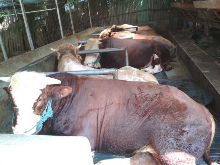 Inilah Salah Satu Peternakan Sapi dan Kambing Terbesar di Indonesia
