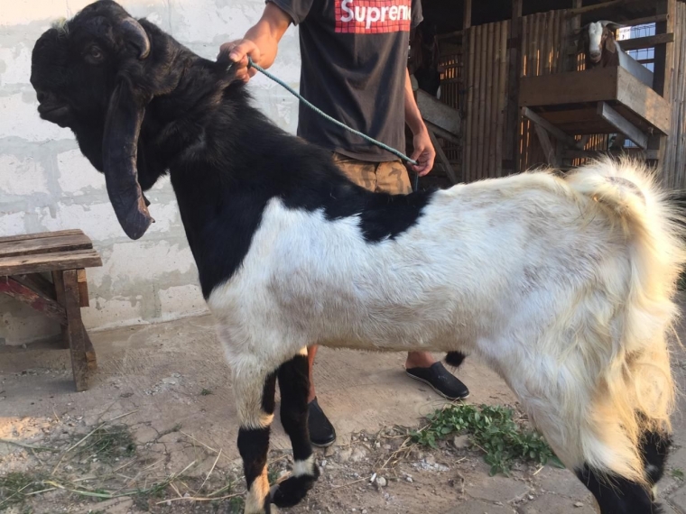 Peternakan Sapi dan Kambing Terbesar di Indonesia