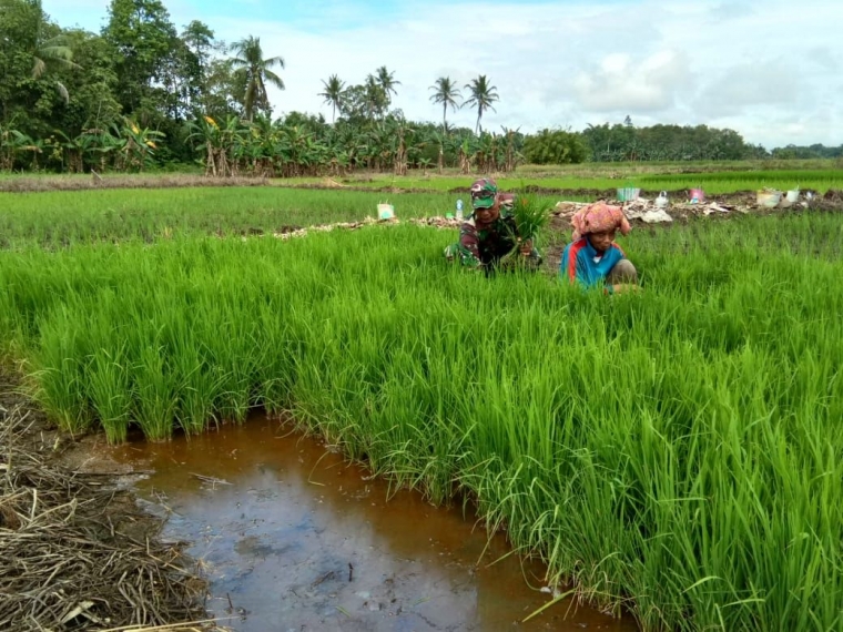 Sertu Ibnu Babinsa Kodim Barabai terjun langsung dampingi poktan desa binaan | Dokpri