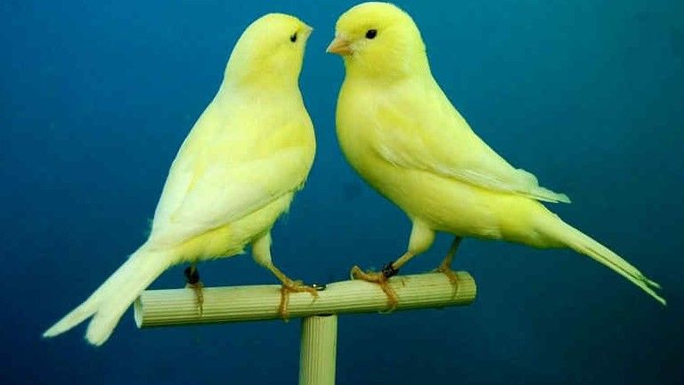 Dua ekor burung kenari berwarna kuning. | imaginemag.co.za