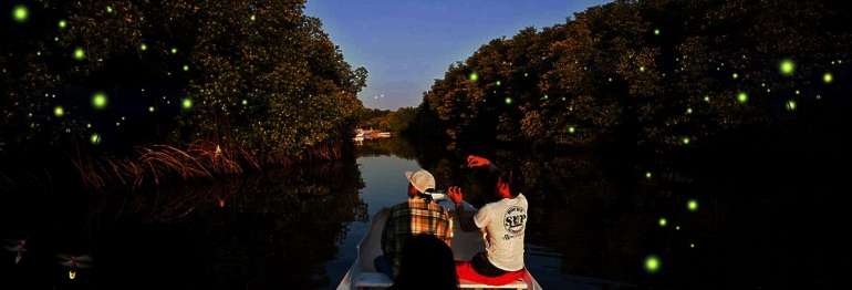 Bintan night trip at Mangrove Forest, you can see millions fireflies on there (doc. triptobintan.com)