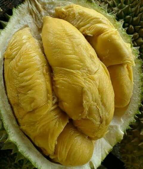 Ilustrasi buah durian montong (Sumber : https://durianlovers.club/)