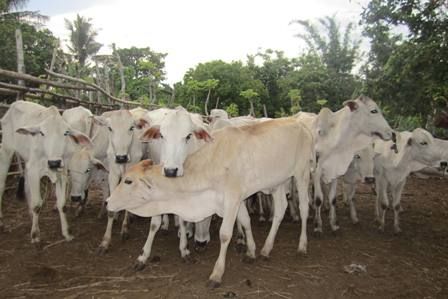Sapi, Adakah Fungsi Sosial Budayanya bagi Orang Sumba? Halaman all