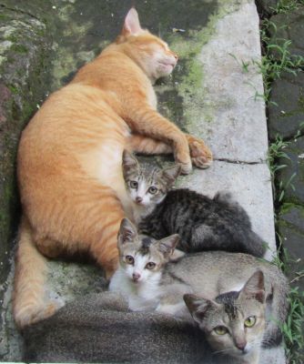 Nero membawa teman-temannya sehingga jatah makanan buat kucing jadi bertambah (dokpri)