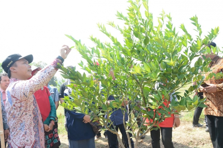 Pengecekan tanaman buah jeruk/dokpri