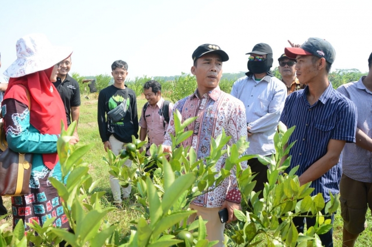 Bupati berbincang denga para petani penanam jeruk/dokpri