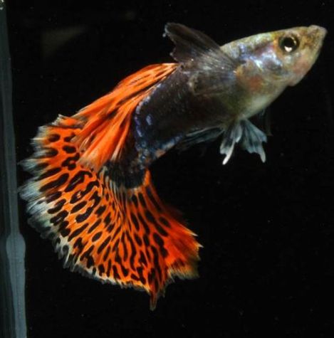 Ikan Guppy Green Red Dragon | Blogspot