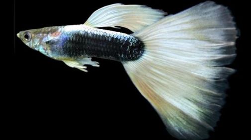 Ikan Guppy Platinum Halfmoon | Blogspot
