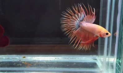 Ikan Guppy Crown Tail | Blogspot