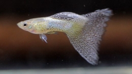 Ikan Guppy Silver Lace | Blogspot